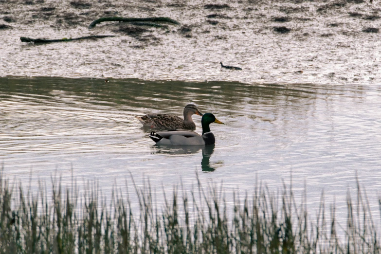 two ducks swimming in some water next to green grass