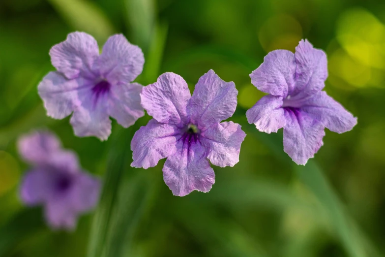 a group of purple flowers on a green plant