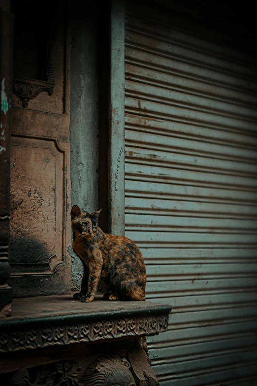 a cat sitting on top of a metal object outside