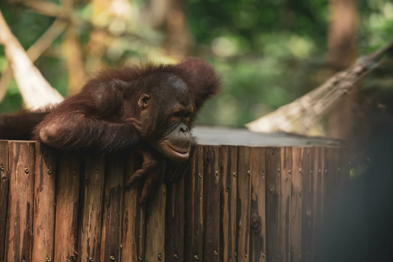 an orangutan resting on a wooden fence