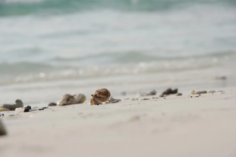 a sand and sea shells laying on the beach