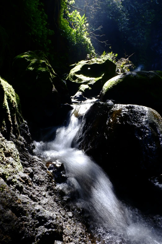 a stream runs through some trees near large rocks