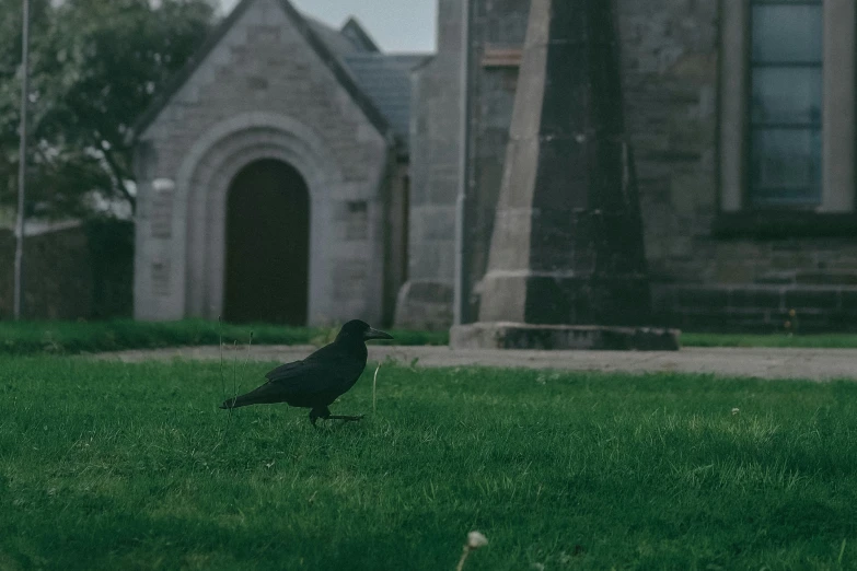 black bird sitting on the grass near an old building