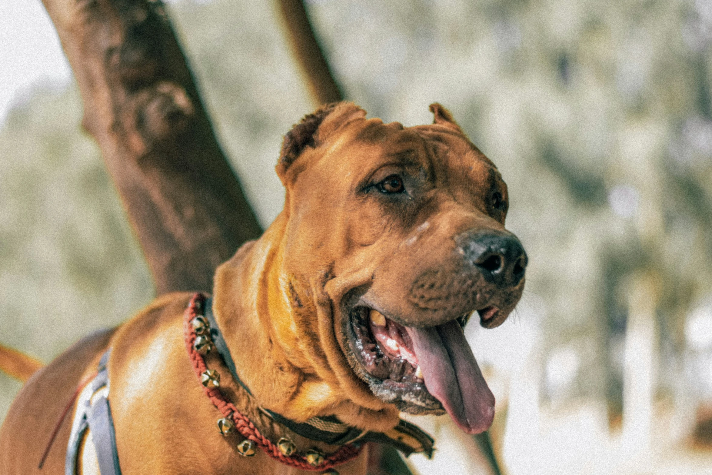 a brown dog panting on a sunny day