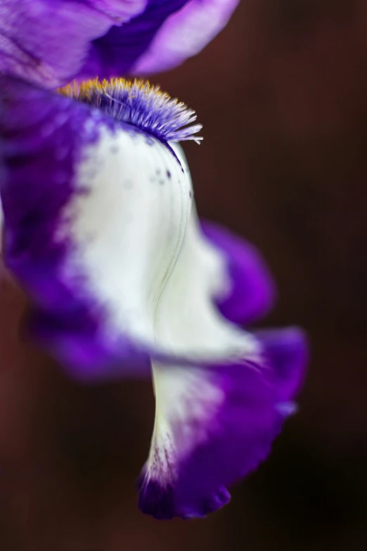 closeup pograph of a purple and white flower