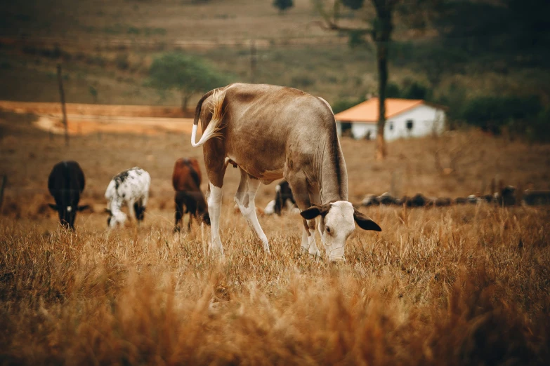 the cow is standing up and eating some grass