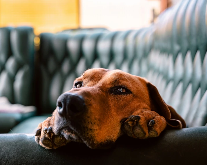 a brown dog resting on the end of a couch