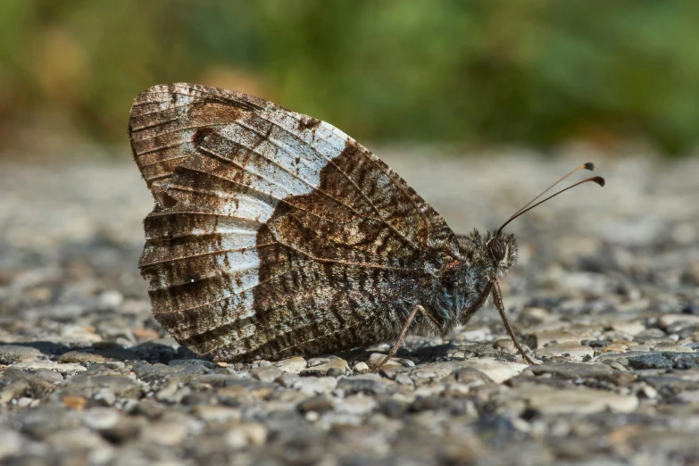 a small brown and white insect sitting on rocks