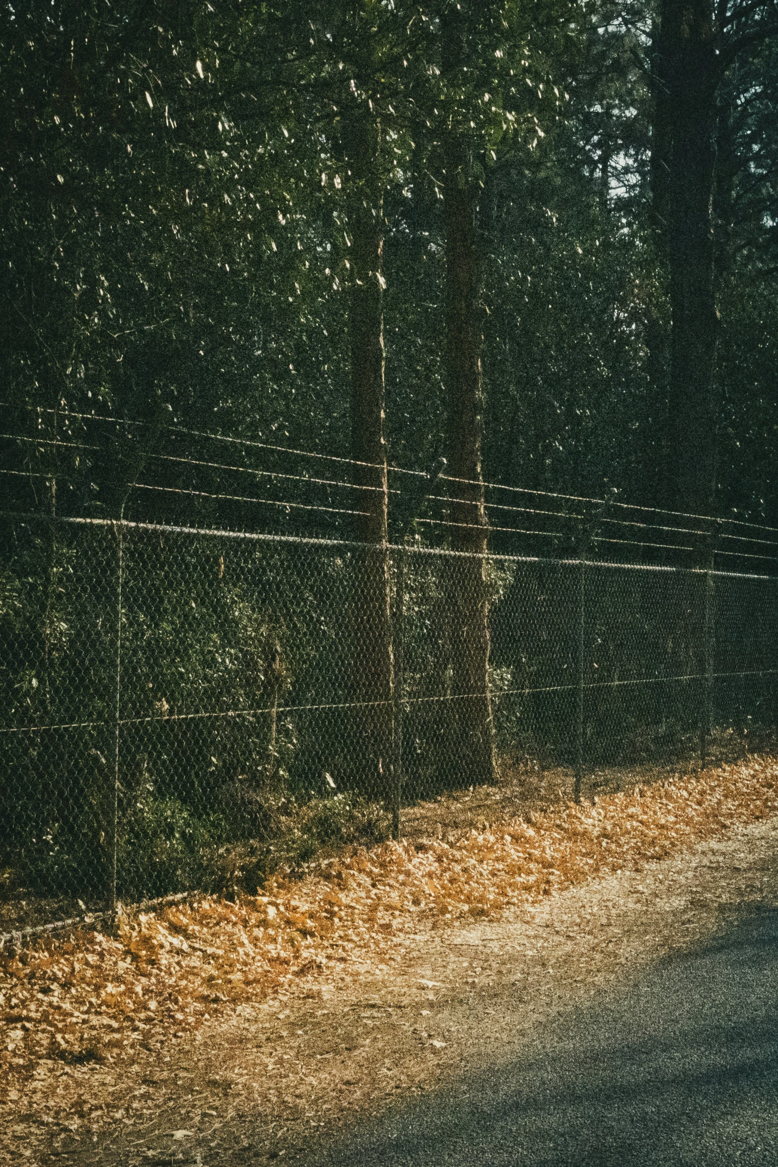 a  playing frisbee on a dirt road in the woods