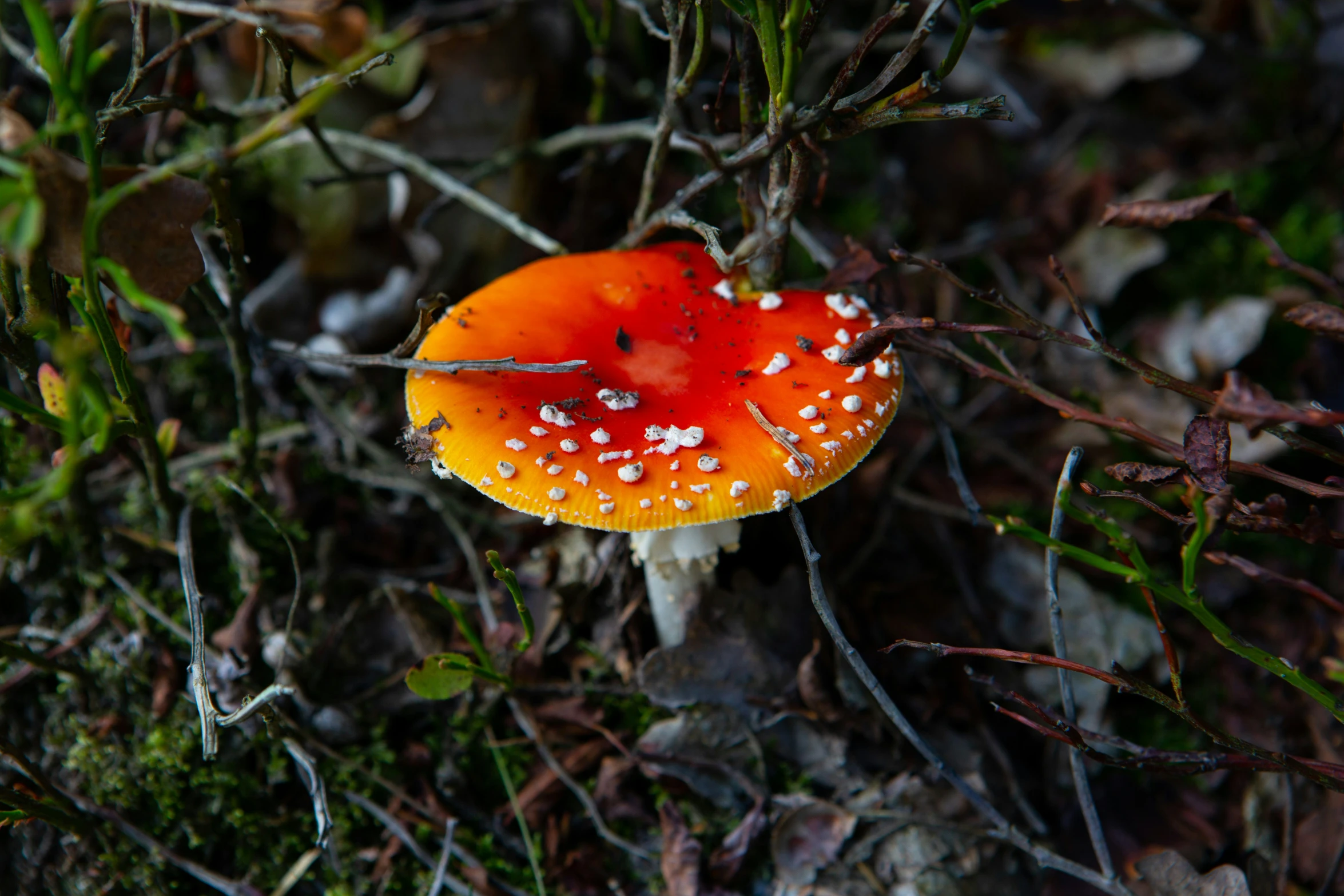 a close up of a mushroom in the wild