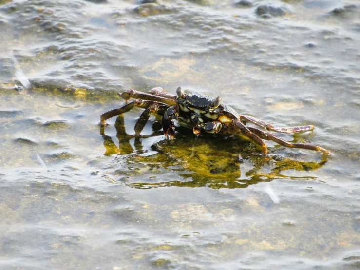 the crab is standing on the beach in the water