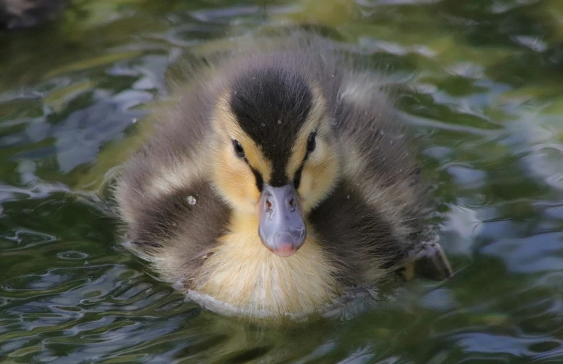 a baby duck swims through the water
