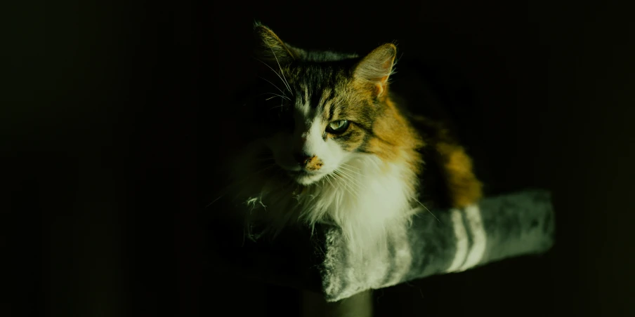 a cat sitting in a chair with its face tilted to the side