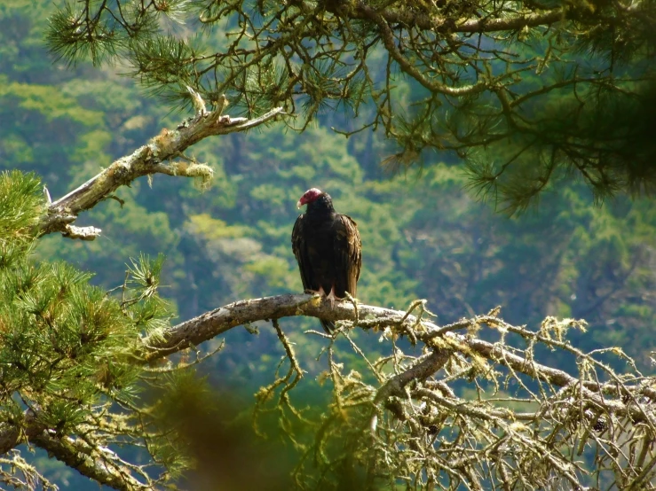 a bird is sitting on the tree nches