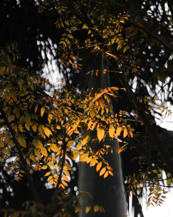 a tall green tree is surrounded by some nches