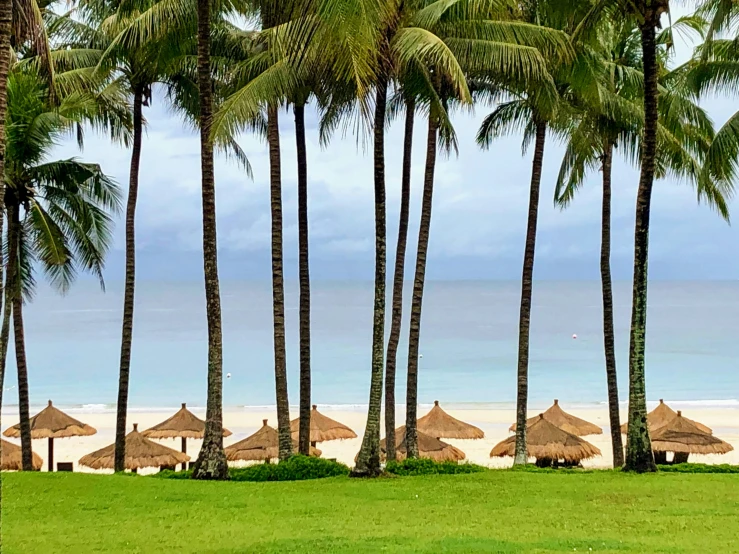 palm trees lining a beach lined with umbrellas