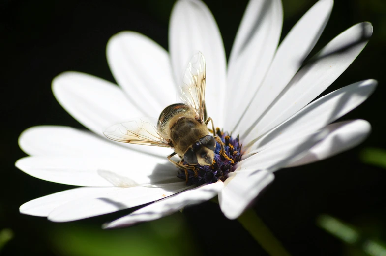 a bug is sitting on top of a flower