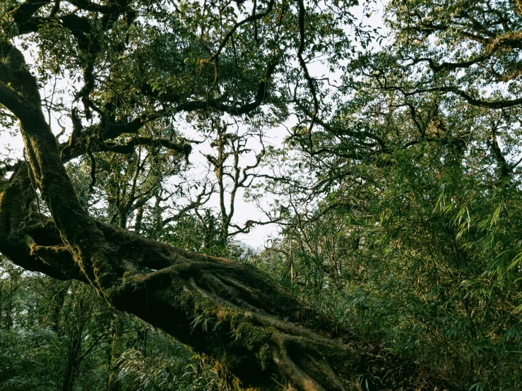 an image of a tree nch with leaves