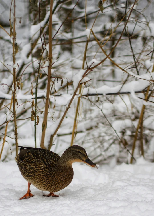 a close up of a bird standing on a snow covered ground near some tree nches