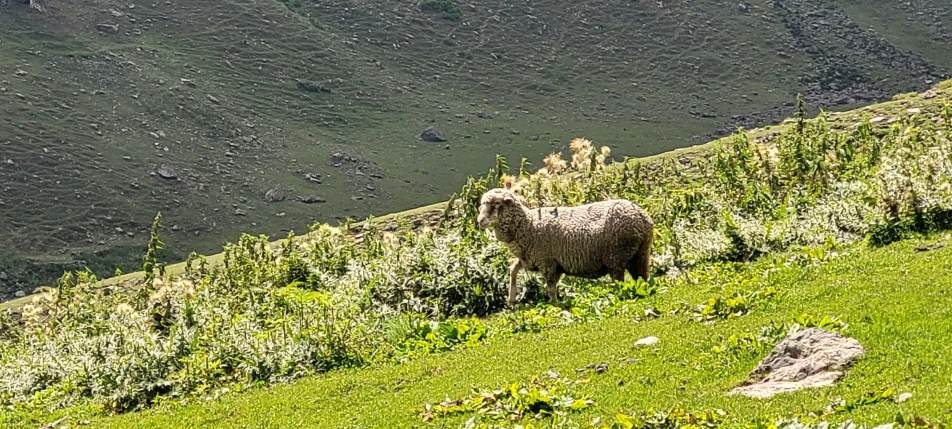 a lone sheep is grazing on a hill