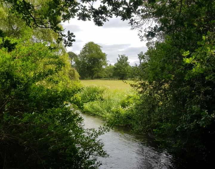 looking through a tree and grass towards a small creek