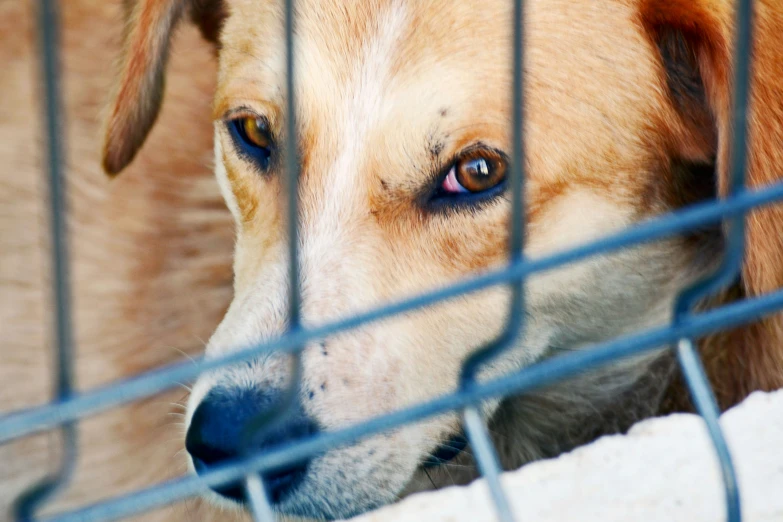 there is a dog in the cage looking outside