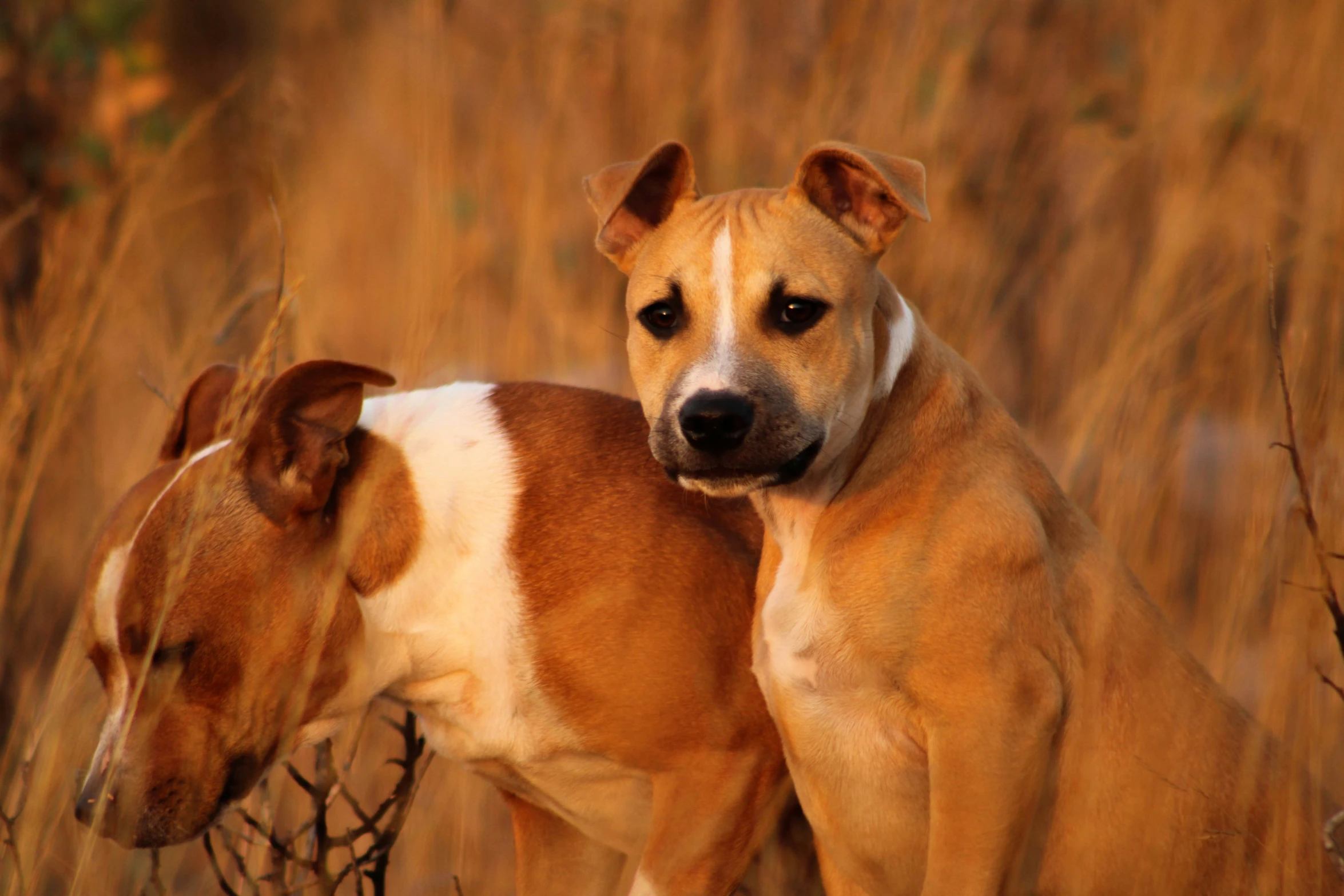 a couple of dogs are in the field