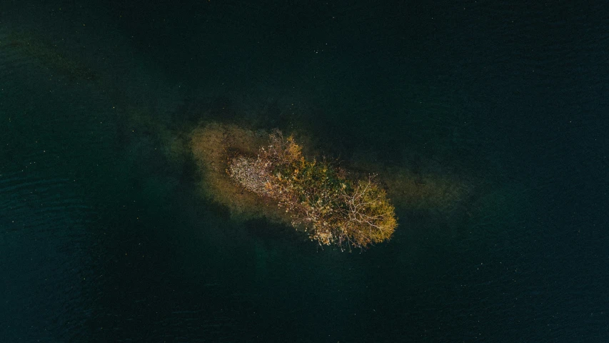 an aerial view of a tree in the water