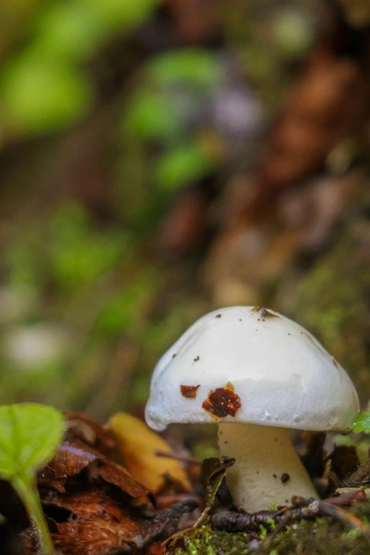 a mushroom with brown spots and a brown cap is in the dirt