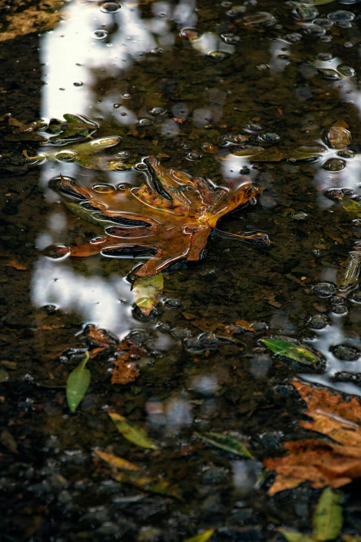 a lone leaf is floating in a dle