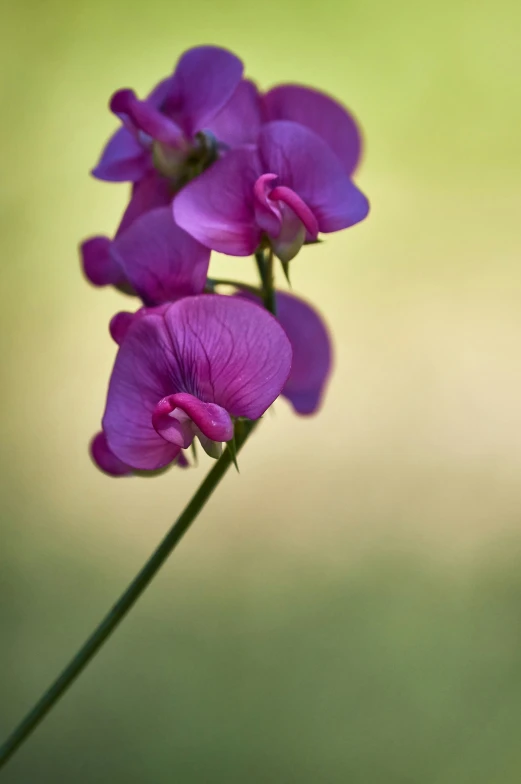 two purple flowers are in the midst of green