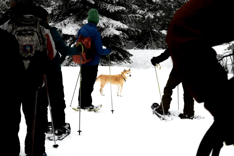 four people on skis with their dog in the snow