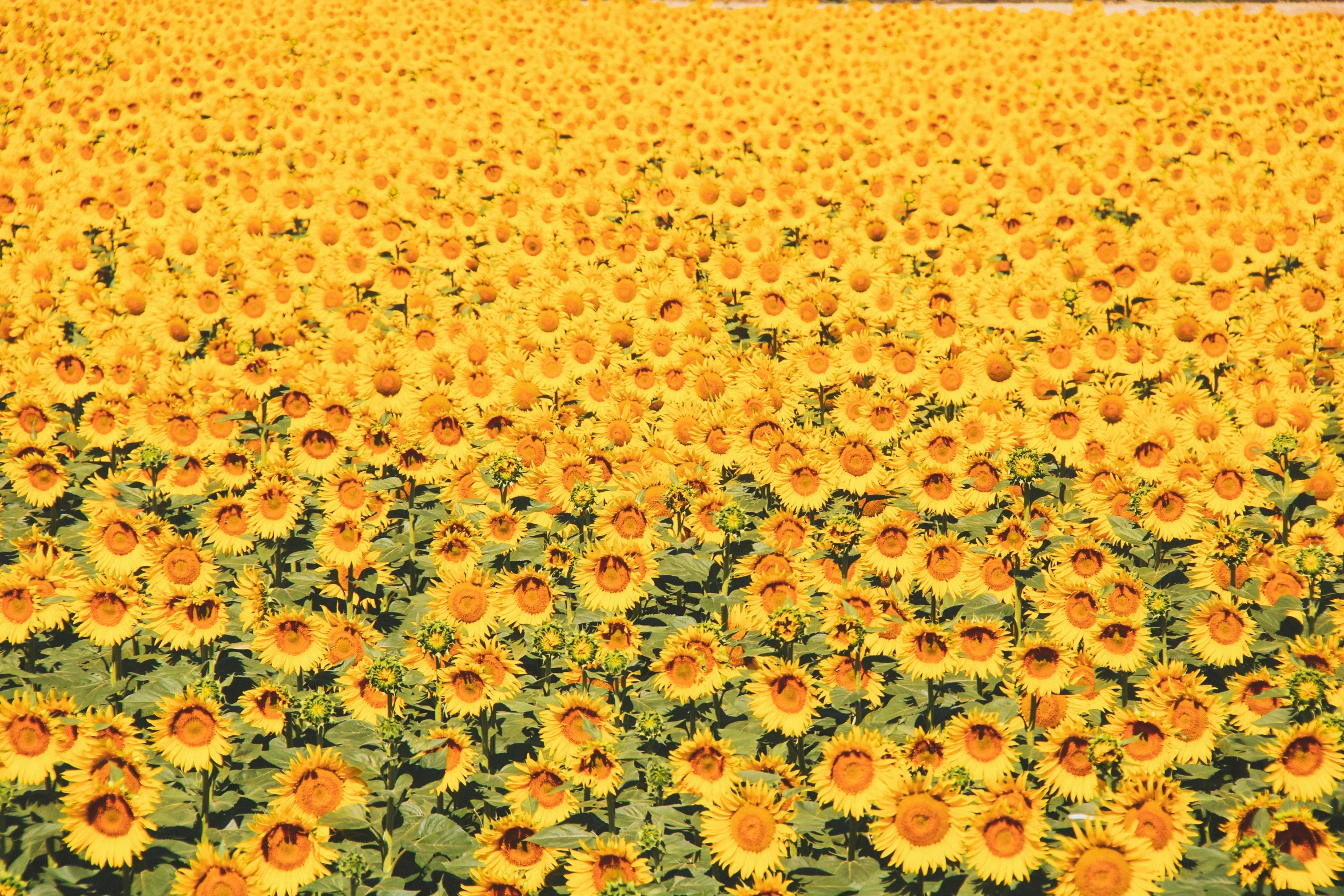 a large field of sunflowers sitting in a field