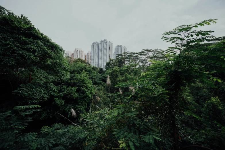 green plants are surrounding the tall buildings