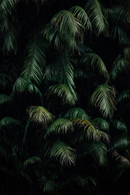 a bunch of green leaves on the tree