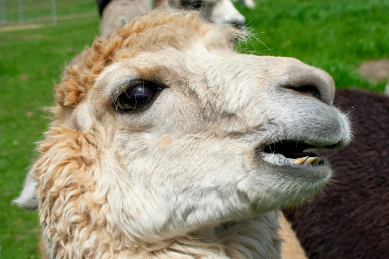 an alpaca in the foreground with a group of sheep