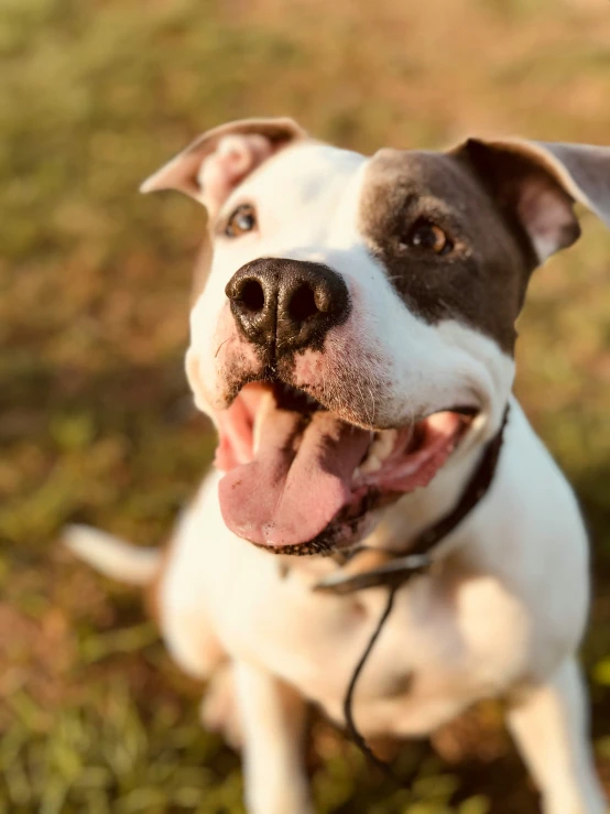 a dog sitting on the grass has his tongue hanging out