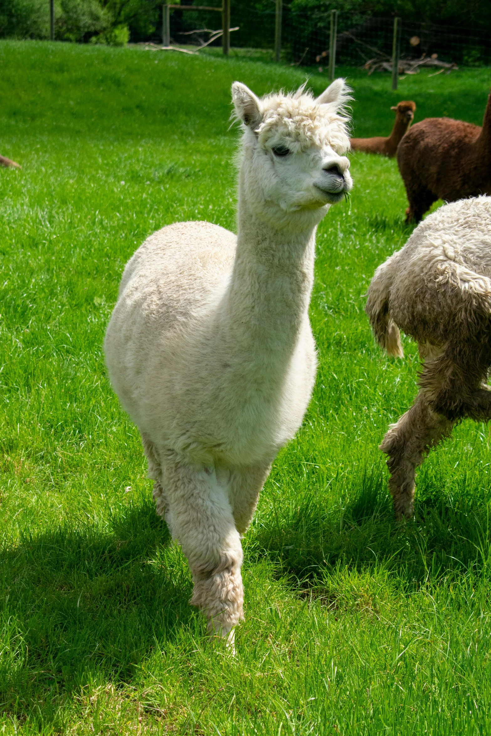 an alpaca standing in the middle of some green grass