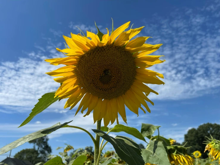 there is a bright yellow flower growing in the field