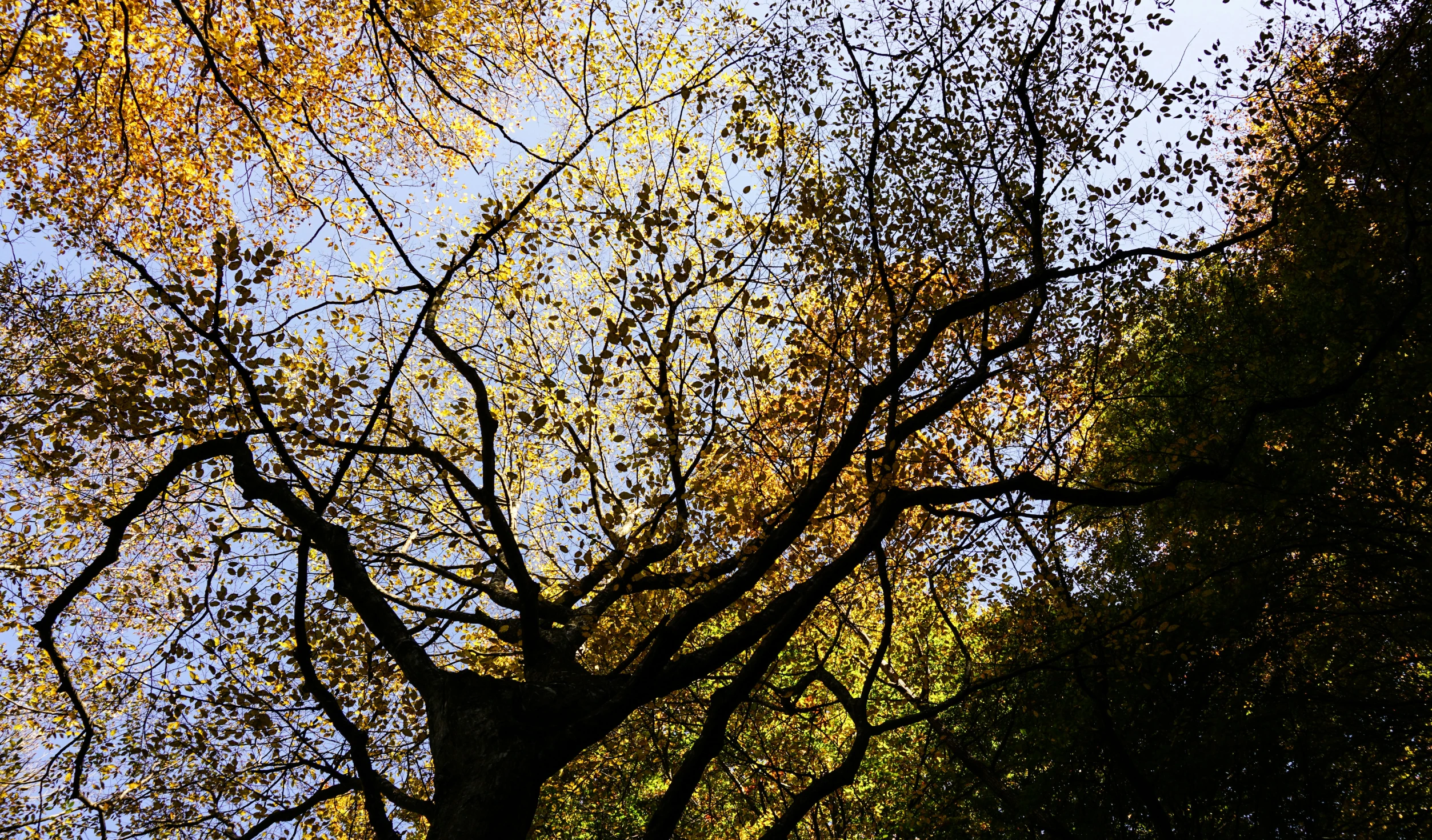 the nches of a tree against a blue sky