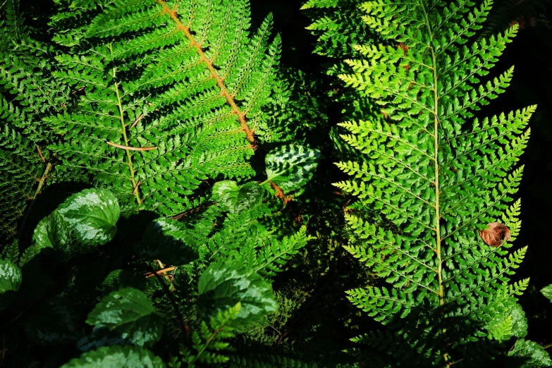 many fern plants with one green leaf on top and the other dark green