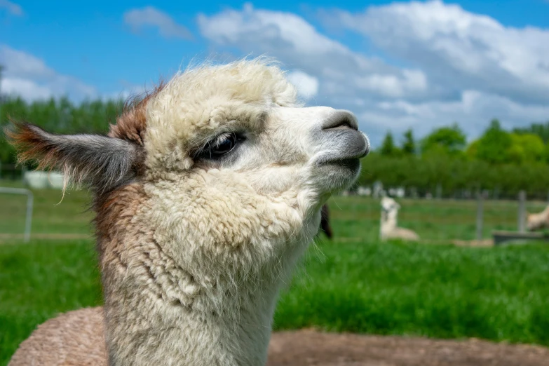 llama in an enclosed field looking ahead