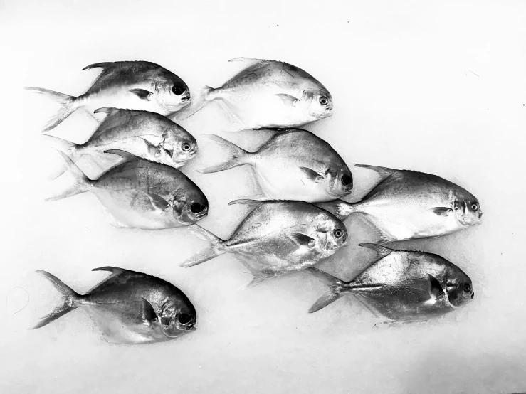 a flock of fish swimming together on the water