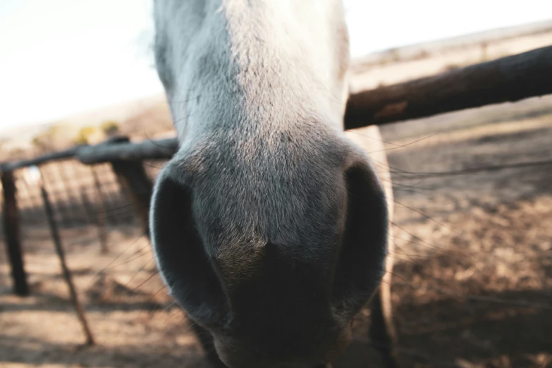 the view of the nose of a horse that is standing in the grass