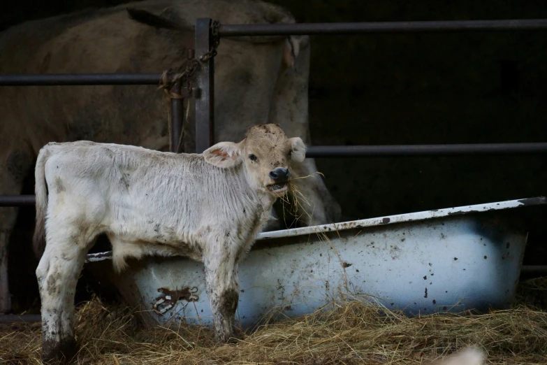 a cow stands in an enclosure next to his new born calf