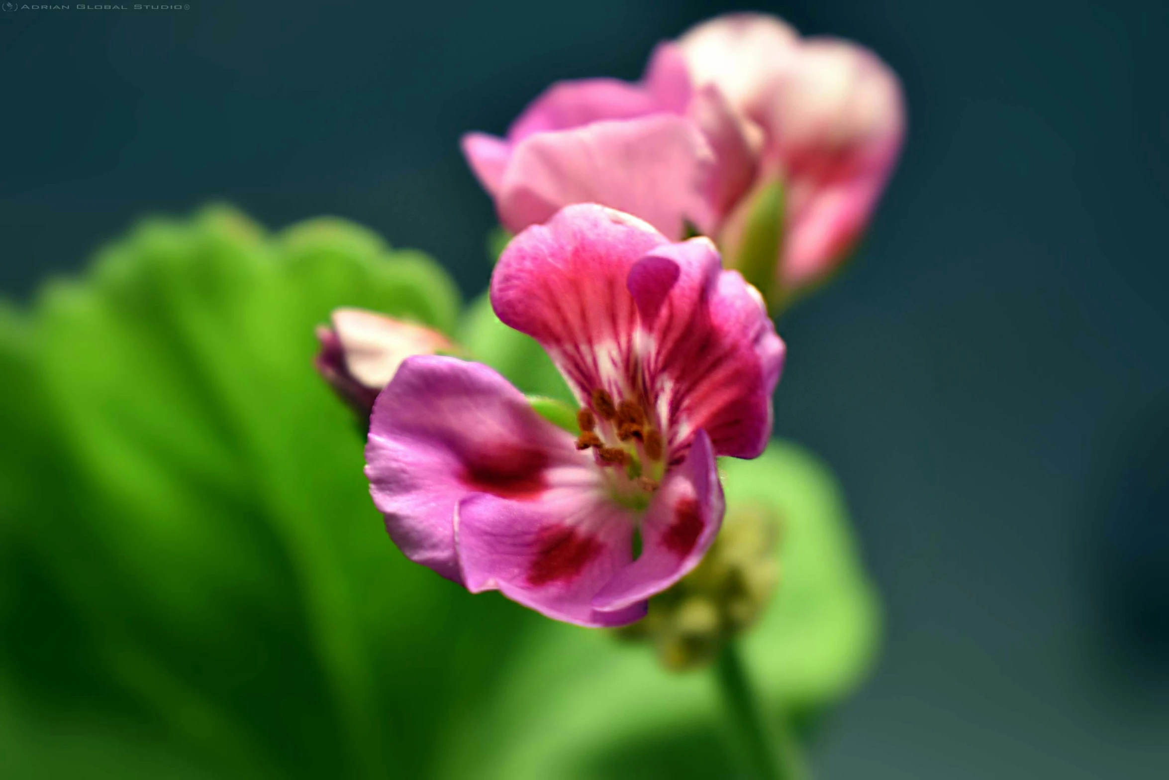 two pink flowers with a green background