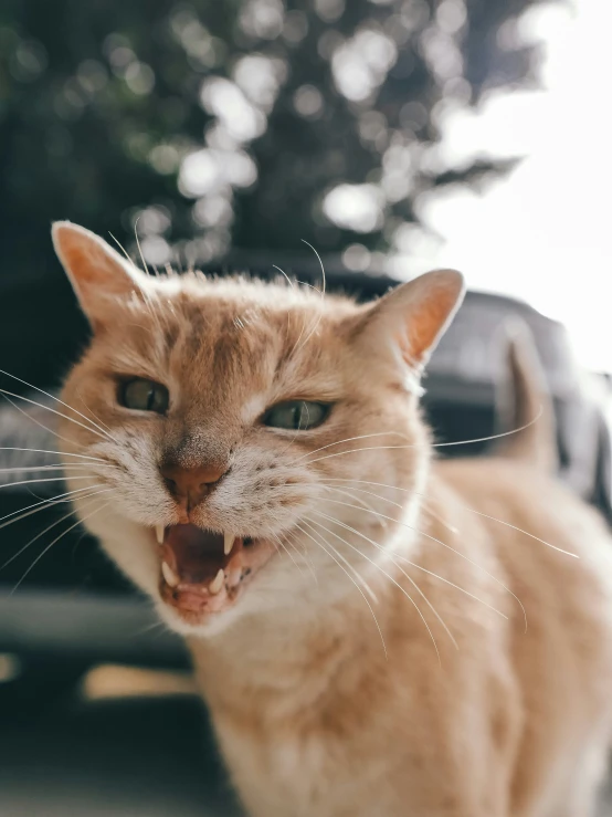 an orange cat yawns as it is on the ground