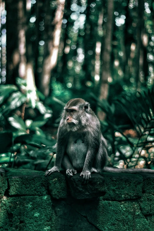 a monkey sits on a moss covered rock in the forest