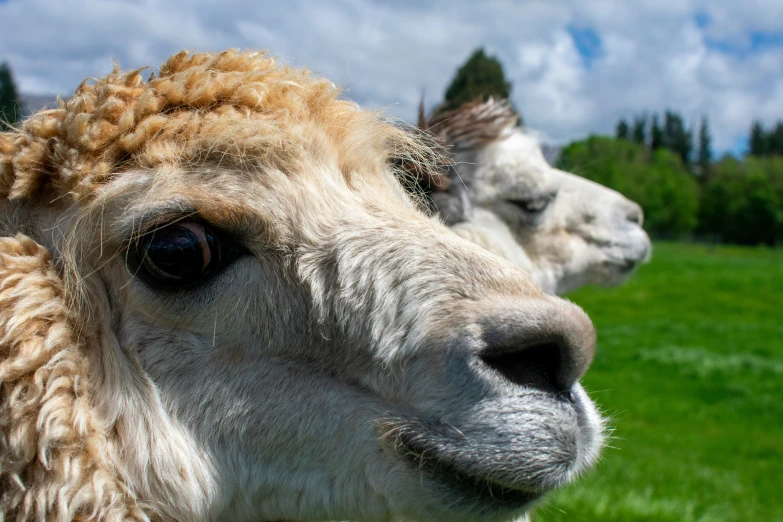 some sheep with hair on the head looking at the camera