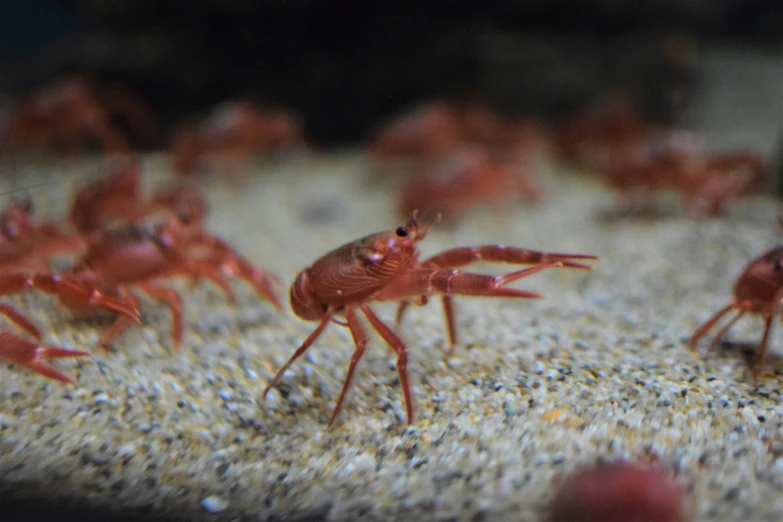 several red crabs on sand in an aquarium